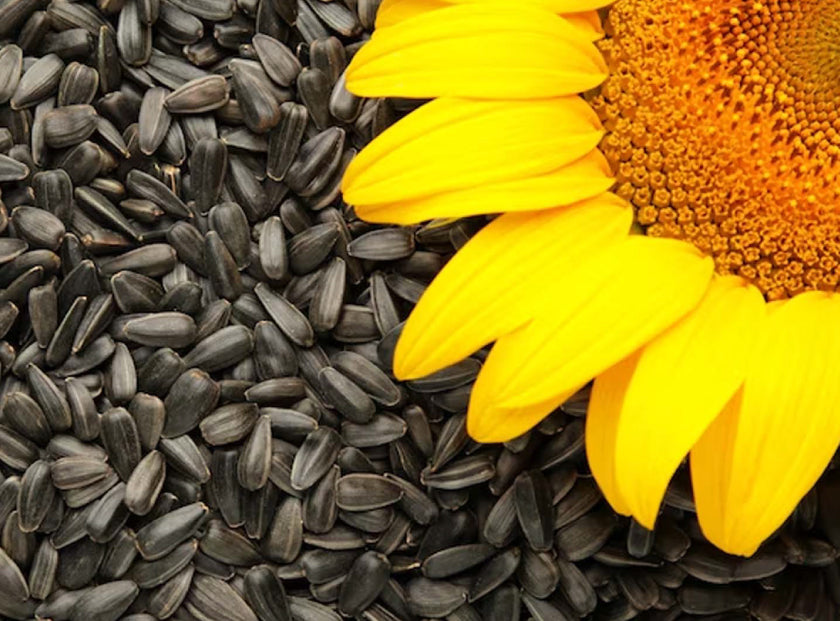 Sunflower Seed Oil